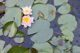 IMG 0566 Waterlillies in flower
